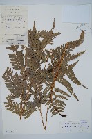 中華複葉耳蕨藏品圖，第1張