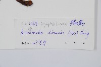 中華複葉耳蕨藏品圖，第2張