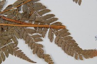 中華複葉耳蕨藏品圖，第3張