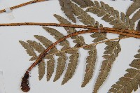 中華複葉耳蕨藏品圖，第4張