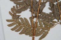 中華複葉耳蕨藏品圖，第5張