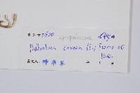 燈龍草藏品圖，第2張