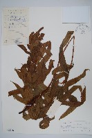 登錄號:P005116藏品圖，第1張