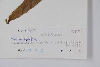 登錄號:P005116藏品圖，第2張