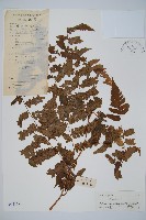 長果短腸蕨藏品圖，第1張