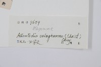 長果短腸蕨藏品圖，第2張