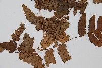 長果短腸蕨藏品圖，第3張