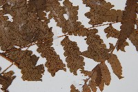 長果短腸蕨藏品圖，第4張