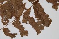 長果短腸蕨藏品圖，第5張