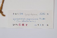 石松藏品圖，第2張