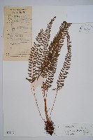 三叉耳蕨藏品圖，第1張