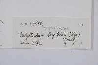 三叉耳蕨藏品圖，第2張