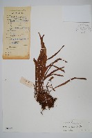 書帶蕨藏品圖，第1張