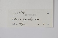 書帶蕨藏品圖，第2張