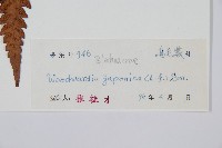 日本狗脊蕨藏品圖，第2張