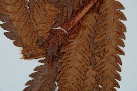 日本狗脊蕨藏品圖，第3張