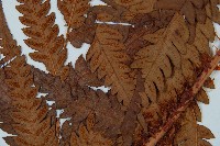 日本狗脊蕨藏品圖，第4張