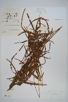 箭葉鳳尾蕨藏品圖，第1張