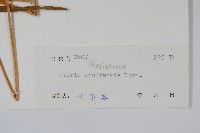 箭葉鳳尾蕨藏品圖，第2張