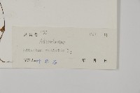 鞭葉鐵線蕨藏品圖，第2張