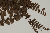 鞭葉鐵線蕨藏品圖，第3張