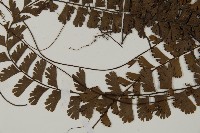 鞭葉鐵線蕨藏品圖，第4張