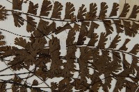 鞭葉鐵線蕨藏品圖，第5張