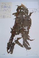 毛柄短腸蕨藏品圖，第1張