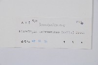 光葉鱗蓋蕨藏品圖，第2張