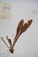 狹基巢蕨藏品圖，第1張