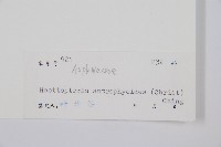 狹基巢蕨藏品圖，第2張