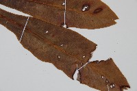 狹基巢蕨藏品圖，第3張