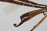 狹基巢蕨藏品圖，第4張