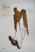 大瓦葦藏品圖，第1張