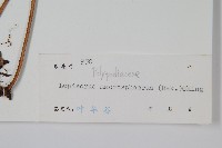 大瓦葦藏品圖，第2張