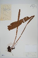 斷線蕨藏品圖，第1張