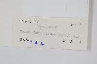 斷線蕨藏品圖，第2張