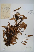 披針骨牌蕨藏品圖，第1張