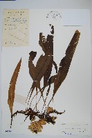 波氏星蕨藏品圖，第1張