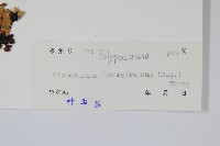 波氏星蕨藏品圖，第2張