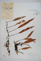 石葦藏品圖，第1張