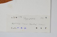 石葦藏品圖，第2張