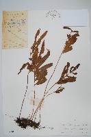 橢圓線蕨藏品圖，第1張