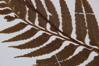 萊氏鐵角蕨藏品圖，第5張