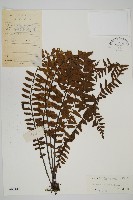 毛軸鐵角蕨藏品圖，第1張