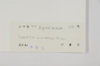 毛軸鐵角蕨藏品圖，第2張