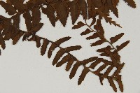 毛軸鐵角蕨藏品圖，第3張