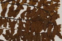 毛軸鐵角蕨藏品圖，第4張