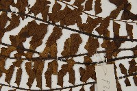 毛軸鐵角蕨藏品圖，第5張