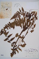 楔羽短腸蕨藏品圖，第1張